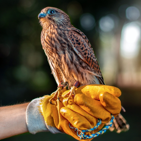 Seminario di falconeria e guferia